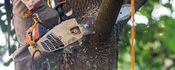 Best Tree Risk Assessment  in College Park, MD