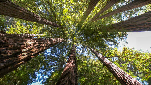 Best Commercial Tree Services  in College Park, MD