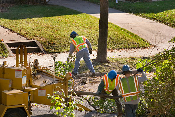 Best Lawn Irrigation Installation and Maintenance  in College Park, MD