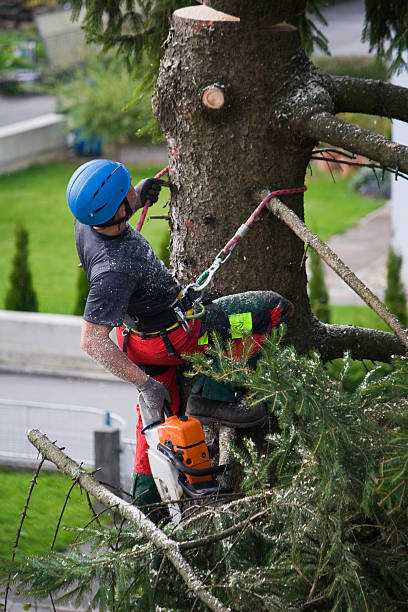 Lawn Watering Services in College Park, MD